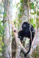 Black-and-gold Howler Monkey