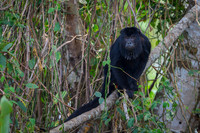 Black-and-gold Howler Monkey