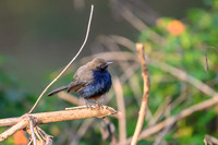 Indian Robin
