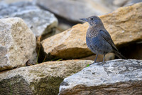 Blue Rock Thrush