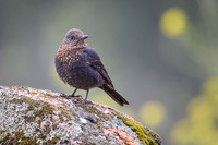 Blue Rock Thrush