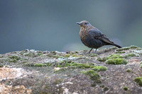 Blue Rock Thrush