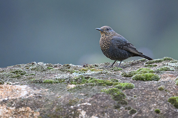 Blue Rock Thrush
