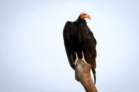 Lesser Yellow-headed Vulture