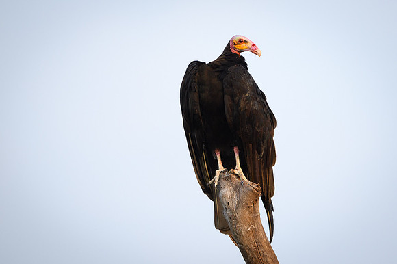 Lesser Yellow-headed Vulture