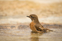 Common Stonechat / Kląskawka