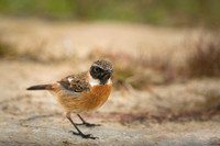 Common Stonechat / Kląskawka