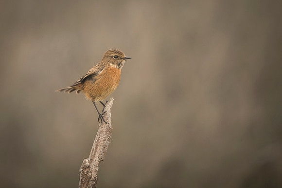 Common Stonechat / Kląskawka