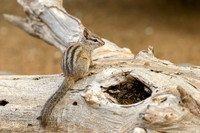 Chipmunks