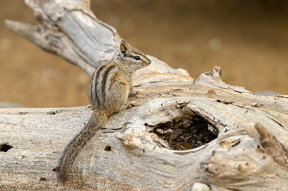 Chipmunks