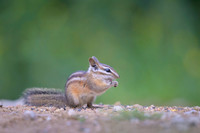 Chipmunks