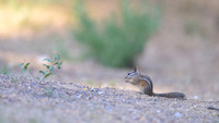 Chipmunks