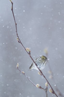 Siskin / Czyż