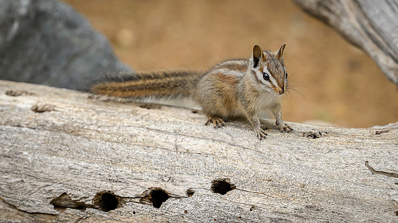 Chipmunks