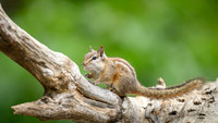 Chipmunks