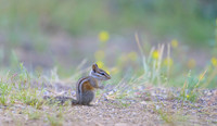 Chipmunks
