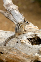 Chipmunks