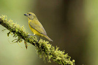 Thicked-billed Euphonia