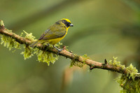 Thicked-billed Euphonia