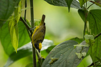 Thicked-billed Euphonia