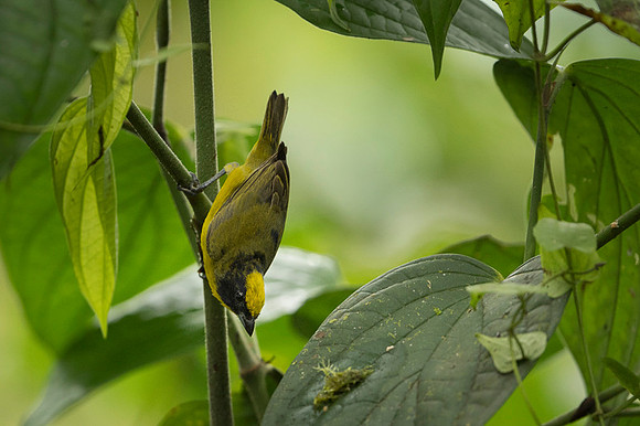 Thicked-billed Euphonia