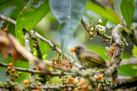 Thicked-billed Euphonia
