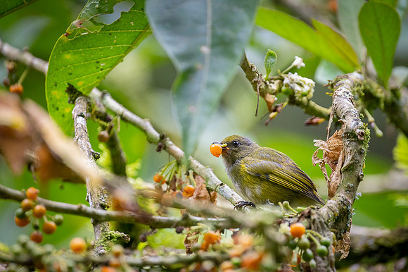 Thicked-billed Euphonia