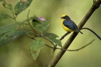 Thicked-billed Euphonia