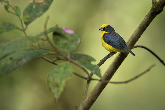 Thicked-billed Euphonia