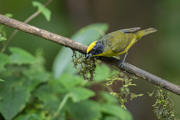 Thicked-billed Euphonia