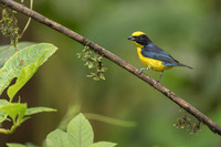 Thicked-billed Euphonia