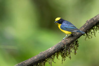 Thicked-billed Euphonia