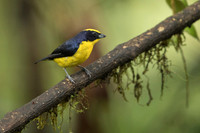 Thicked-billed Euphonia