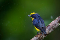 Thicked-billed Euphonia