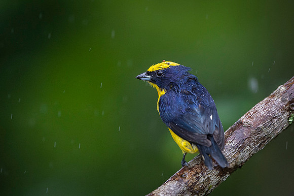 Thicked-billed Euphonia