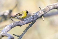 Siskin / Czyż