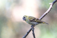 Siskin / Czyż