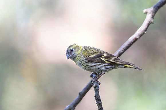 Siskin / Czyż