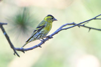 Siskin / Czyż