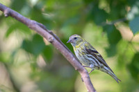Siskin / Czyż