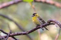 Siskin / Czyż