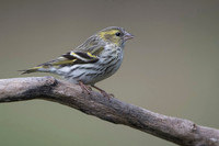 Siskin / Czyż