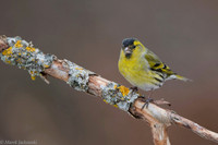 Siskin / Czyż