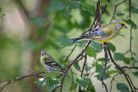 Siskin / Czyż