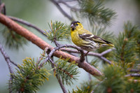 Siskin / Czyż