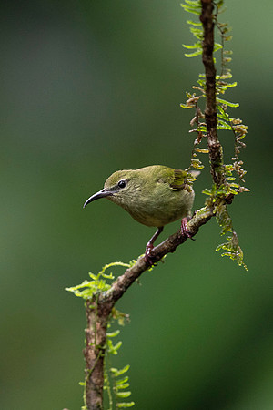 Red-legged Honeycreeper