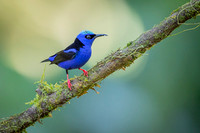 Red-legged Honeycreeper