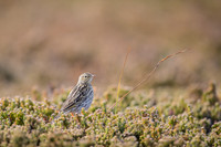 Correndera Pipit