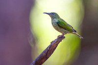 Red-legged Honeycreeper