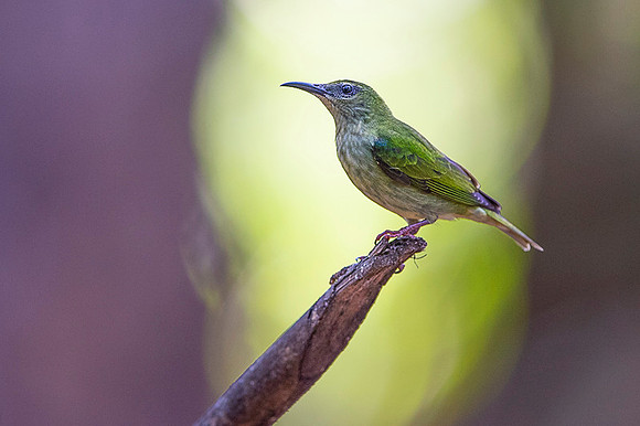 Red-legged Honeycreeper